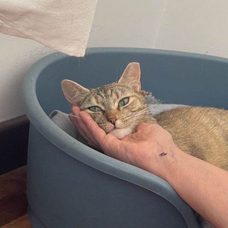 gatti adottati Le Sfigatte