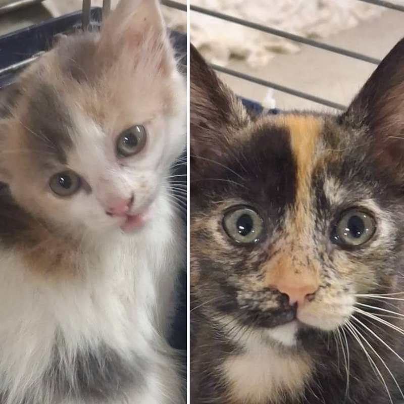 Daisy e Peach, in cerca di adozione | Associazione Le Sfigatte