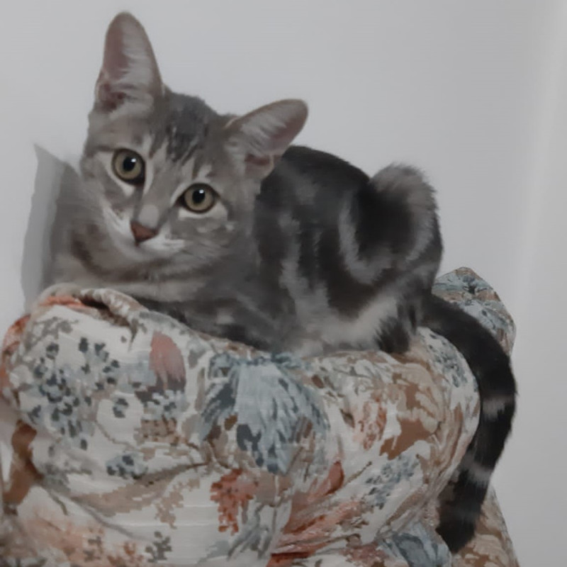 gatti adottati Le Sfigatte