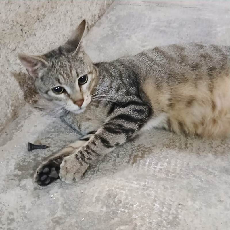 Dalì, in cerca di adozione | Associazione Le Sfigatte