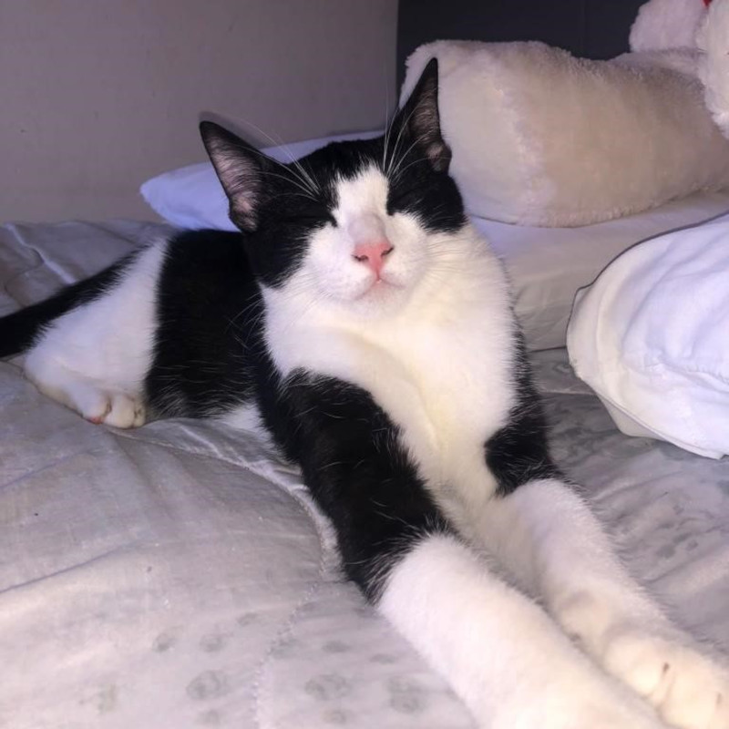 gatti adottati Le Sfigatte
