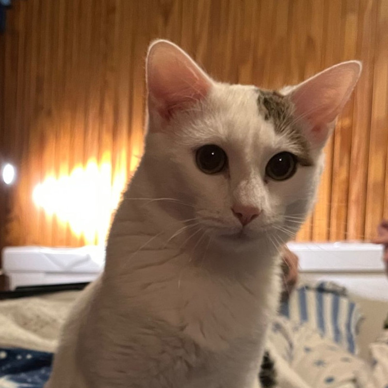 gatti adottati Le Sfigatte