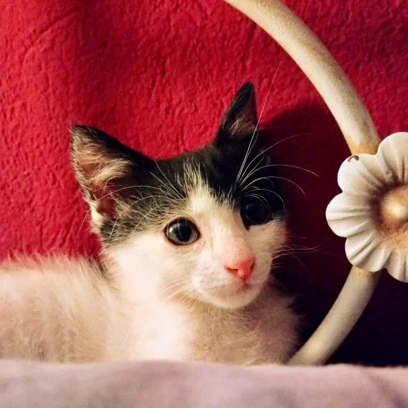 gatti adottati Le Sfigatte