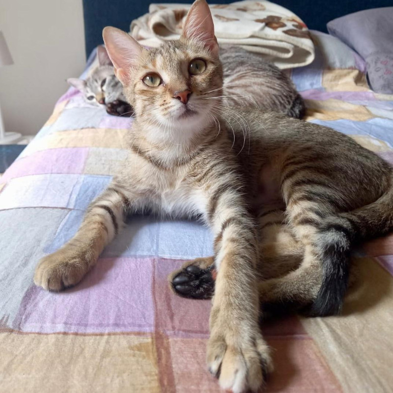 gatti adottati Le Sfigatte