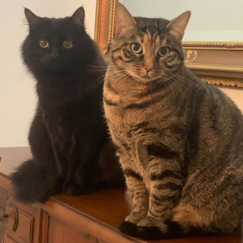 gatti adottati Le Sfigatte