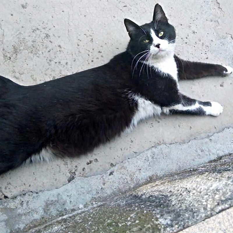 gatti da adottare Le Sfigatte