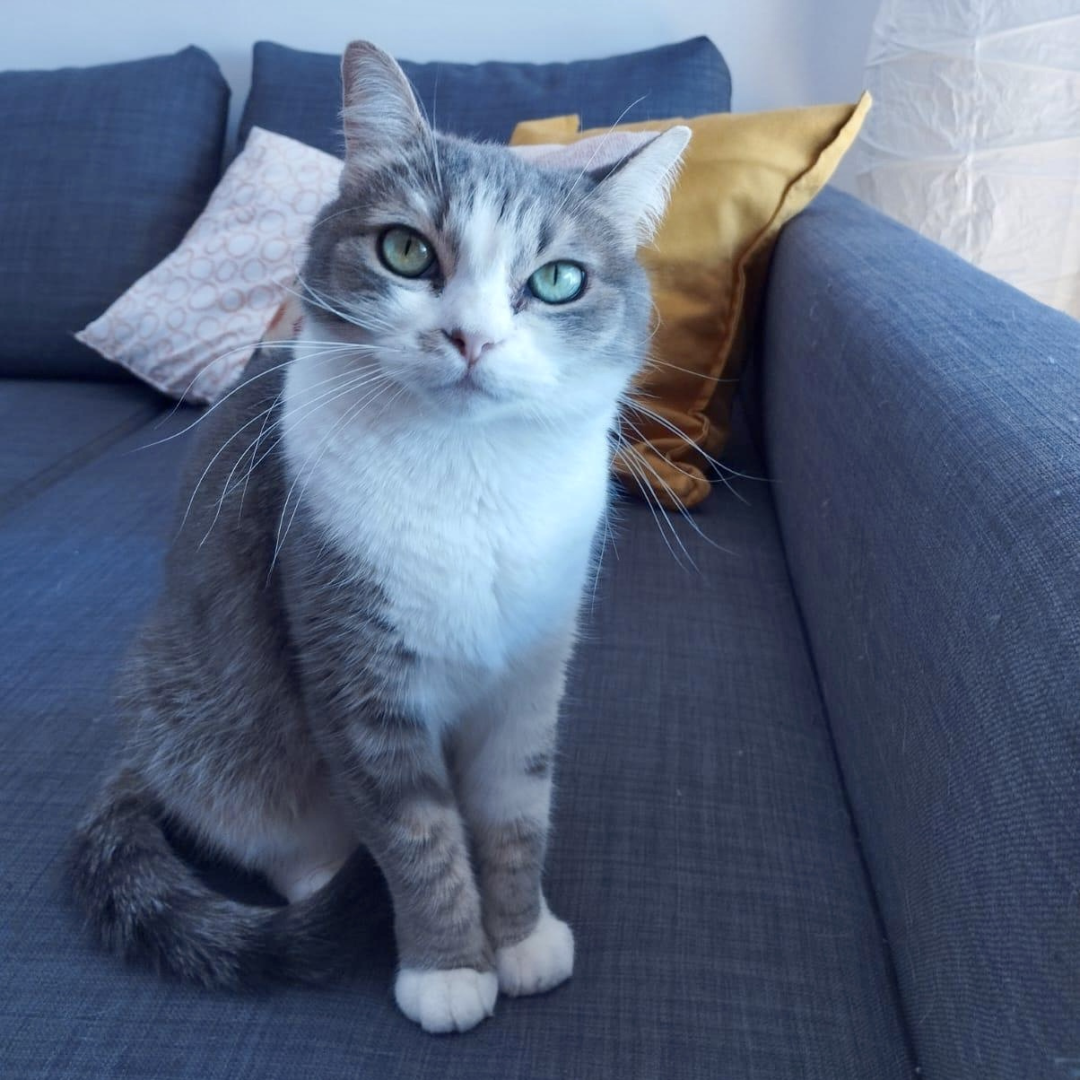 gatti adottati Le Sfigatte