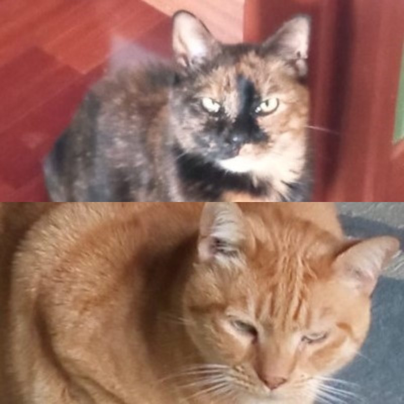 gatti adottati Le Sfigatte