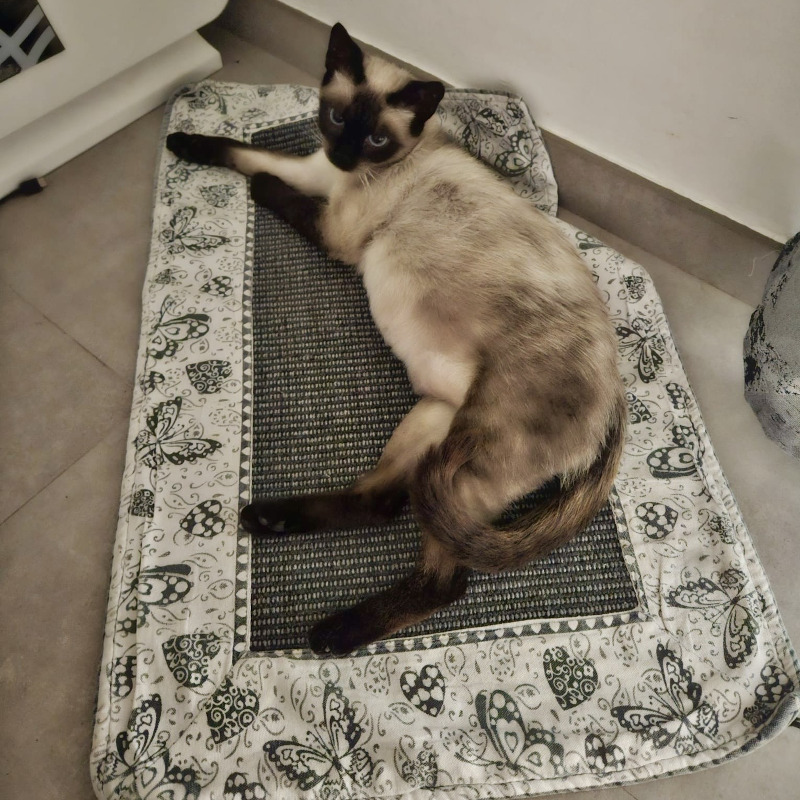 gatti adottati Le Sfigatte