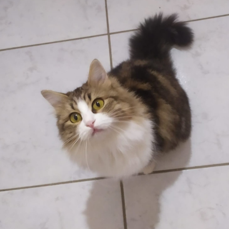 gatti adottati Le Sfigatte
