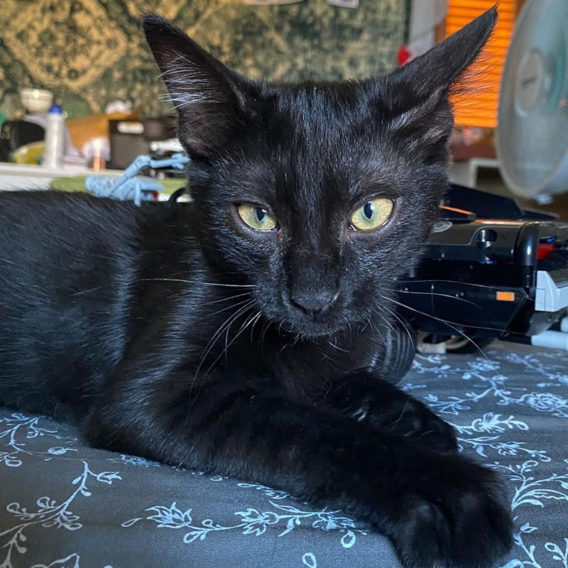 gatti adottati Le Sfigatte