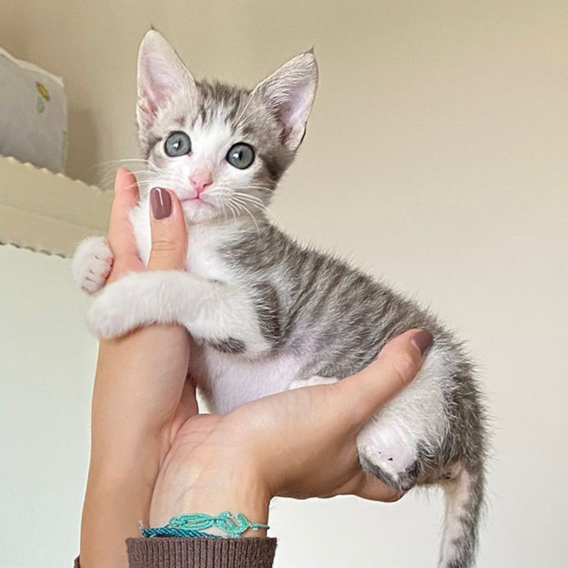 Dondolo, in cerca di adozione tramite Associazione Le Sfigatte