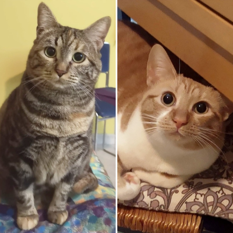 Dora e Mora, in cerca di adozione | Associazione Le Sfigatte