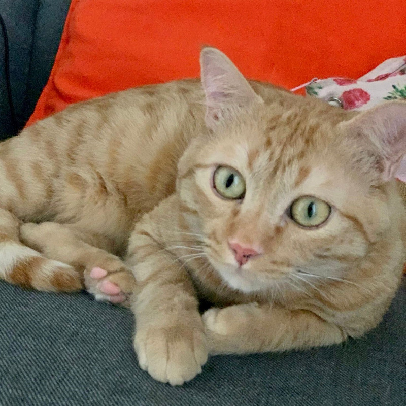 gatti adottati Le Sfigatte