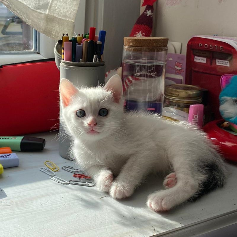gatti adottati Le Sfigatte