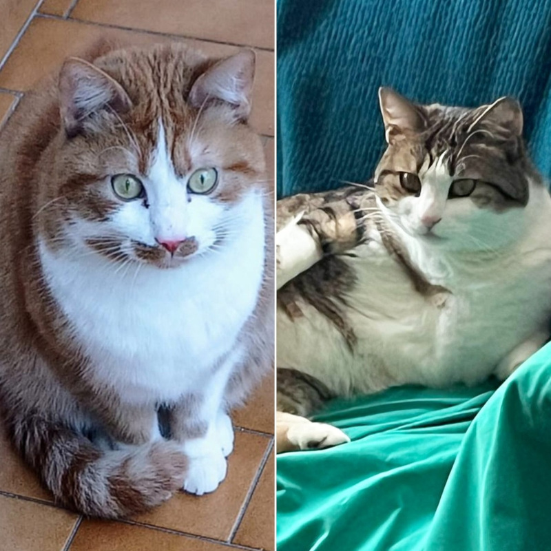 gatti adottati Le Sfigatte