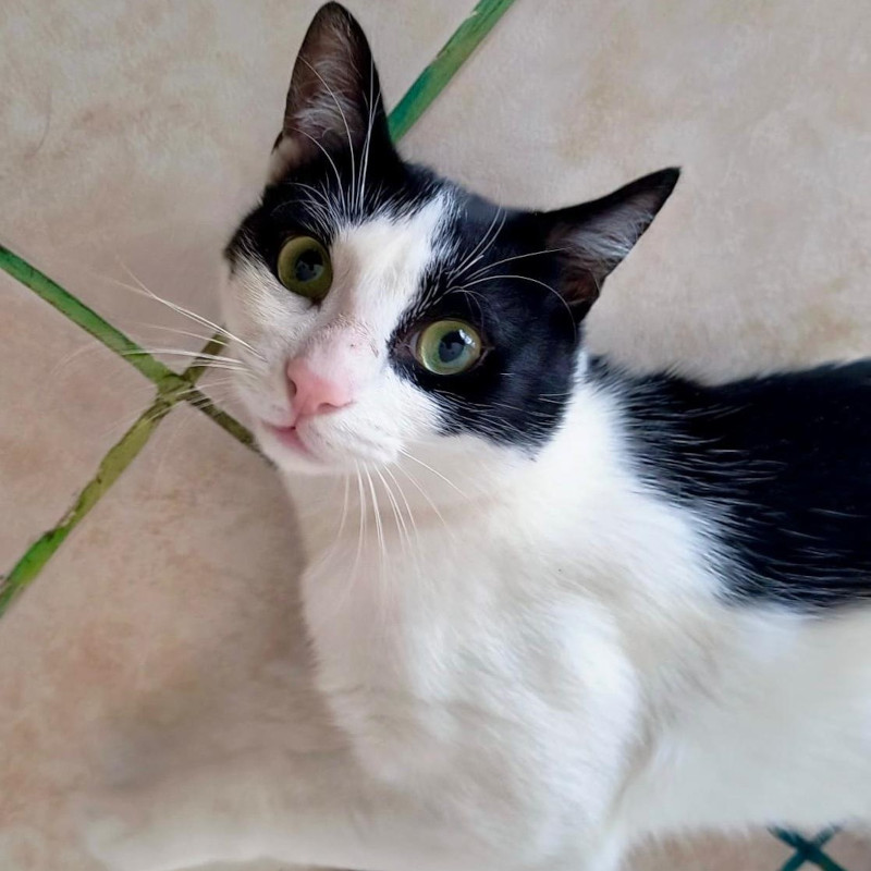 gatti adottati Le Sfigatte