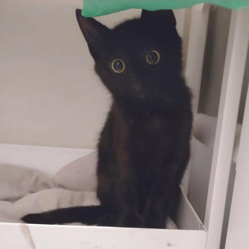 gatti adottati Le Sfigatte