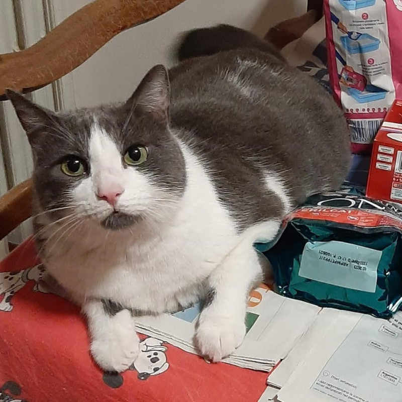 gatti adottati Le Sfigatte