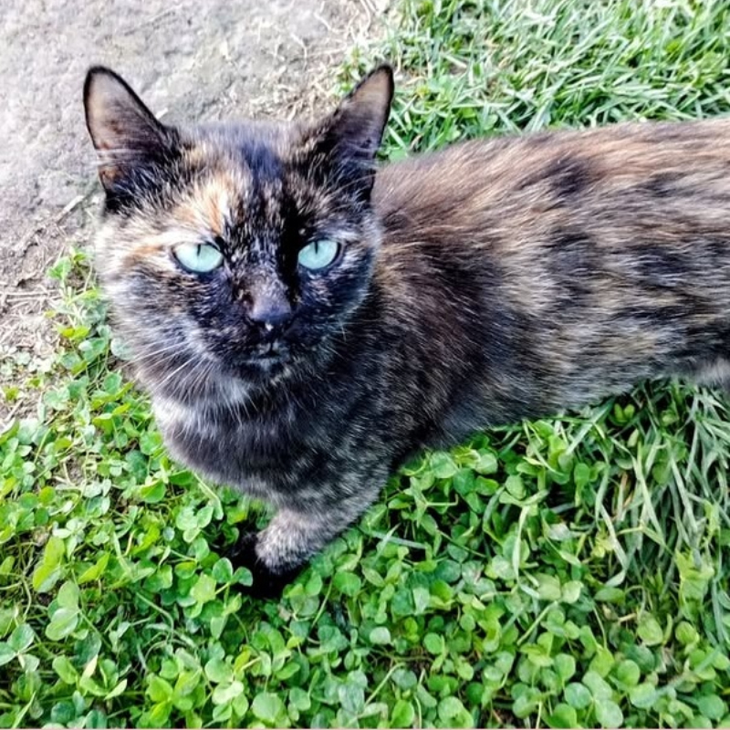 gatti adottati Le Sfigatte