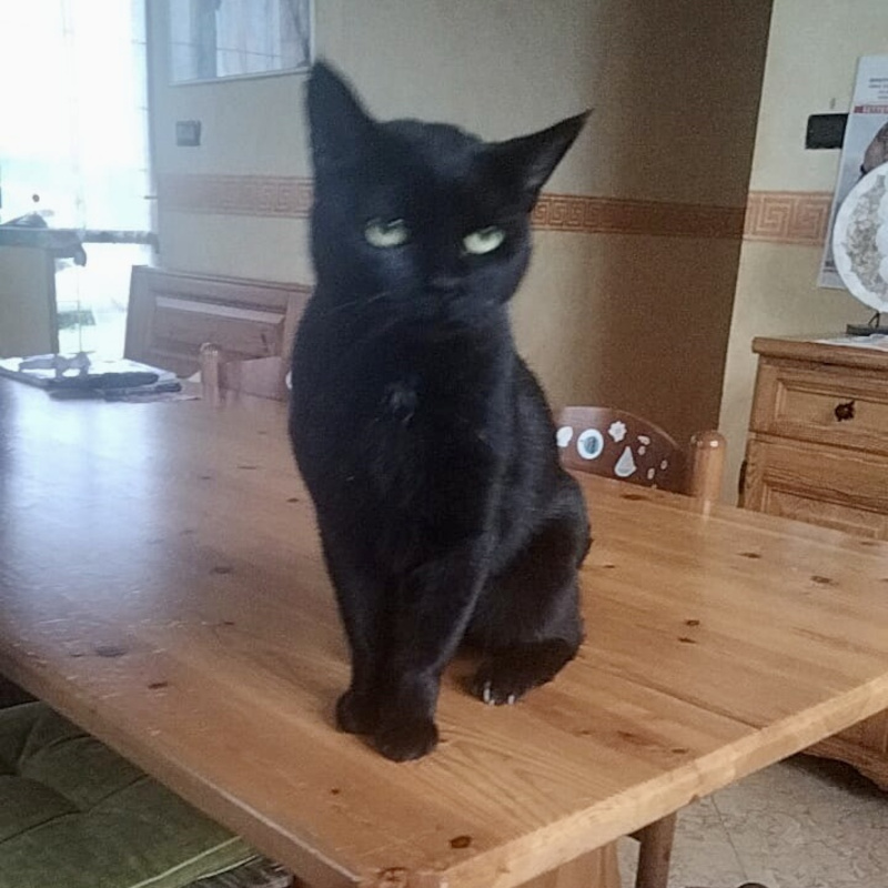 gatti adottati Le Sfigatte