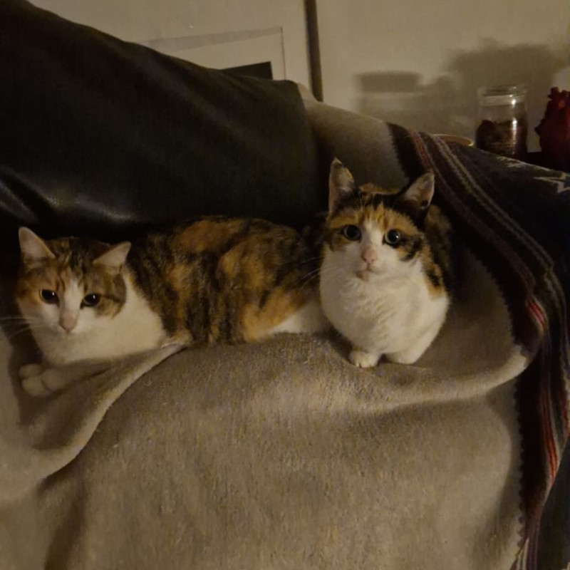gatti adottati Le Sfigatte