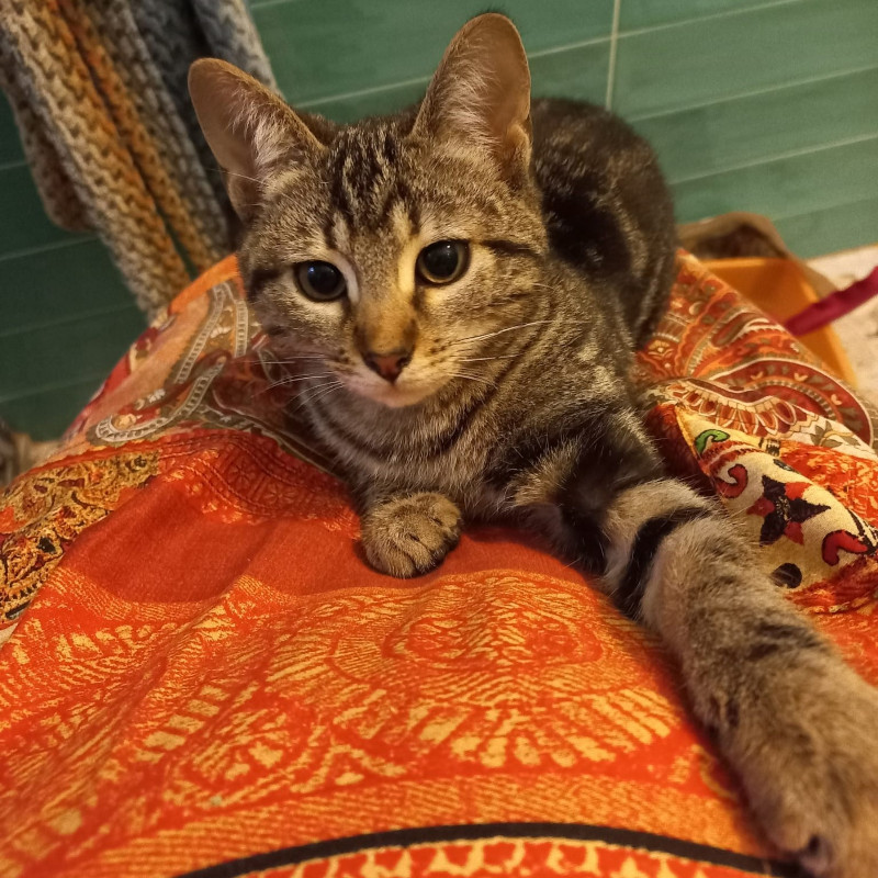 gatti adottati Le Sfigatte