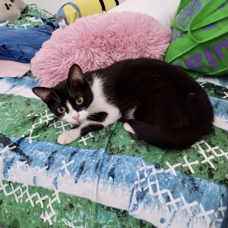 gatti adottati Le Sfigatte