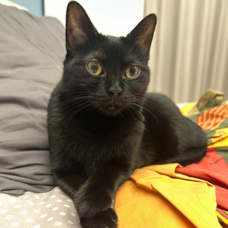 Eloise, in cerca di adozione | Associazione Le Sfigatte