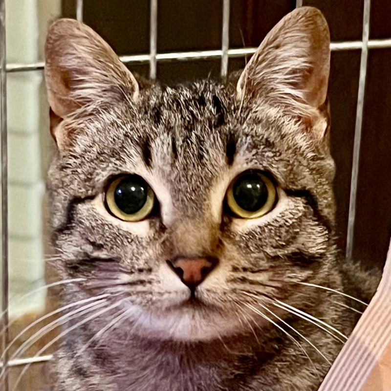 gatti adottati Le Sfigatte