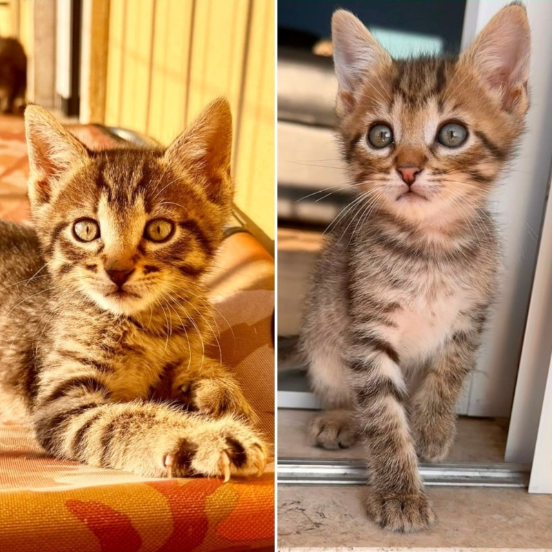 gatti adottati Le Sfigatte