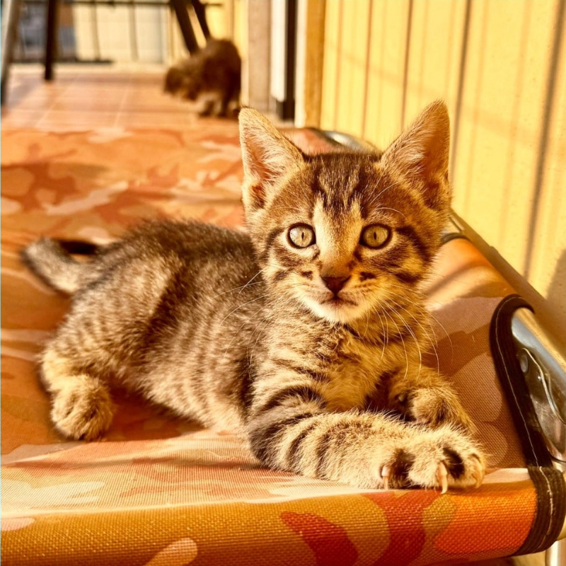 Elvis, una nuova casa, un nuovo inizio | Associazione Le Sfigatte