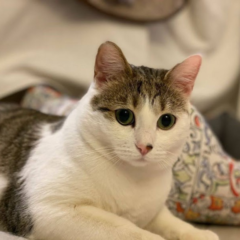 gatti adottati Le Sfigatte