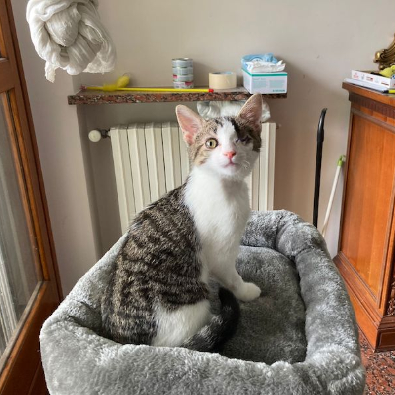 gatti adottati Le Sfigatte