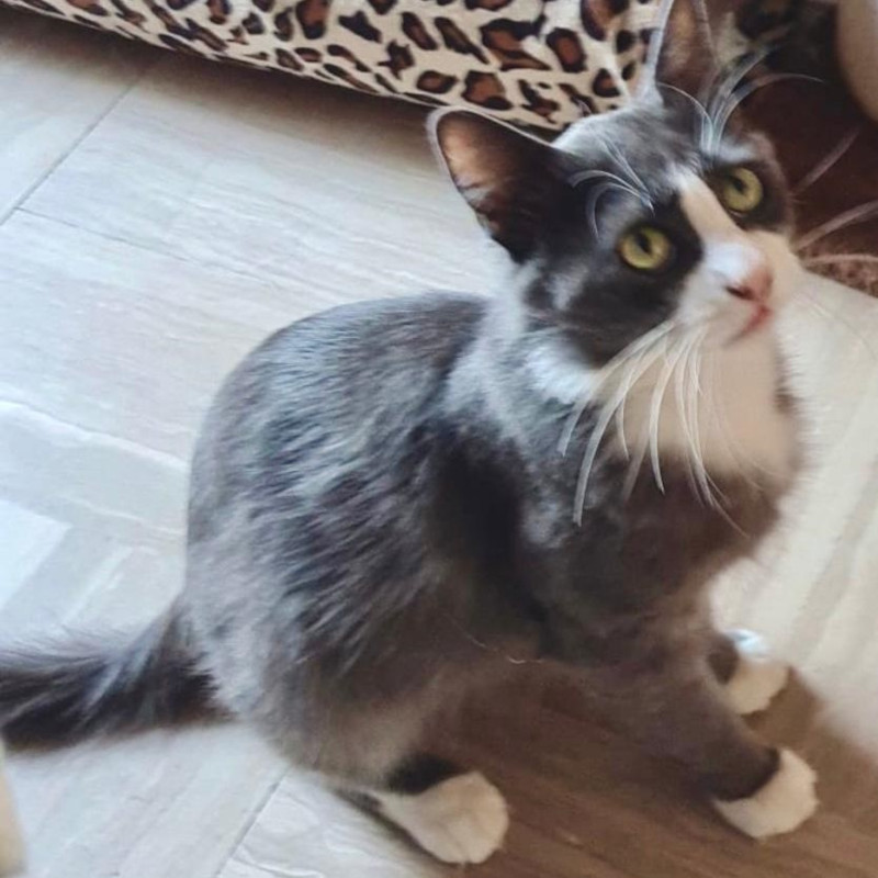 gatti adottati Le Sfigatte