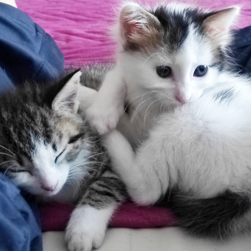 gatti adottati Le Sfigatte