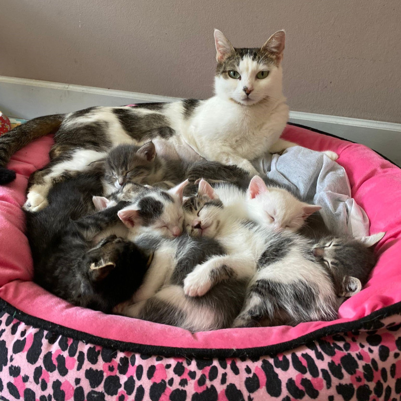 gatti adottati Le Sfigatte