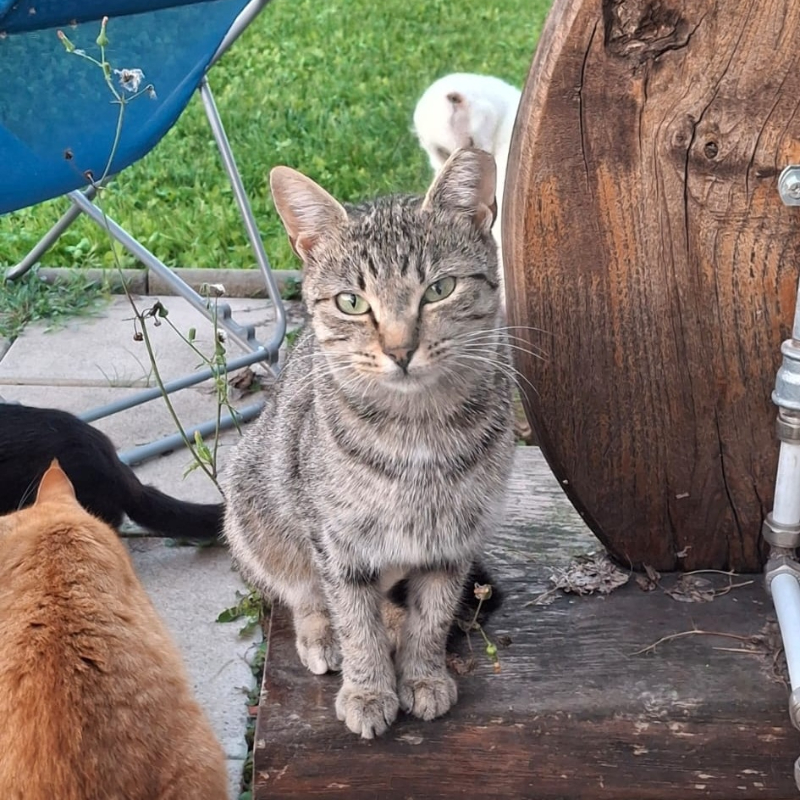 Adotta a distanza Era | Associazione Le Sfigatte