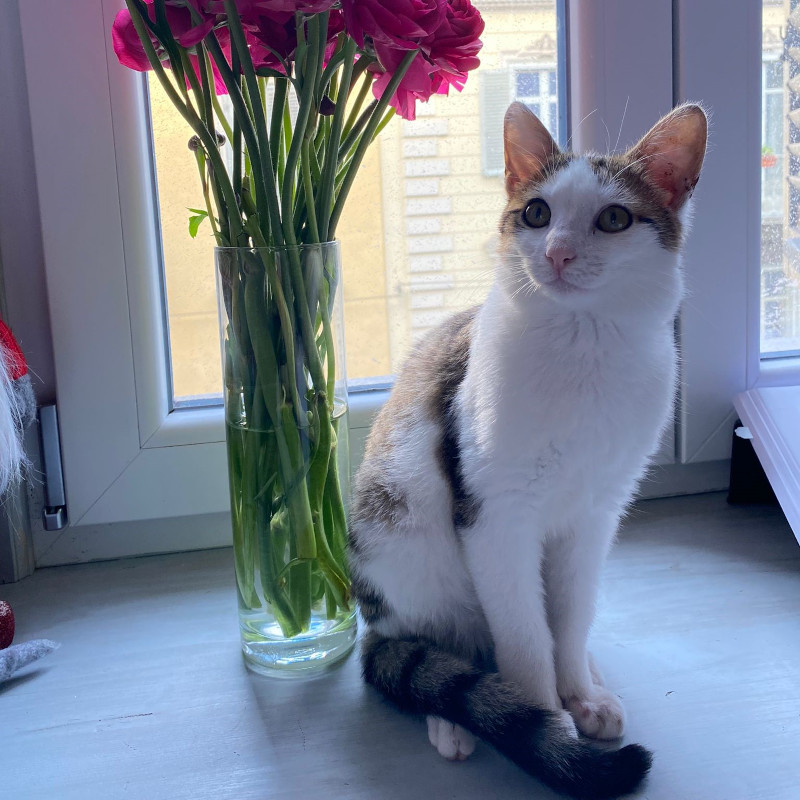 gatti adottati Le Sfigatte