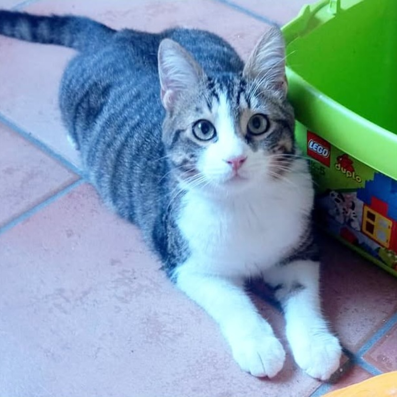 gatti adottati Le Sfigatte