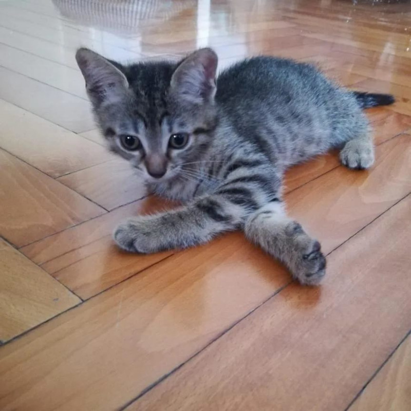 gatti adottati Le Sfigatte