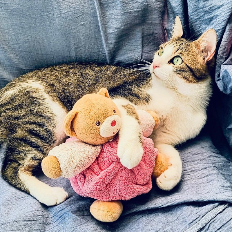 gatti adottati Le Sfigatte