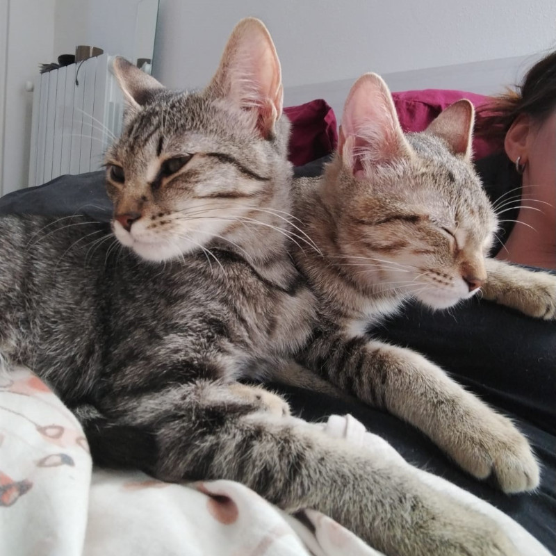 gatti adottati Le Sfigatte