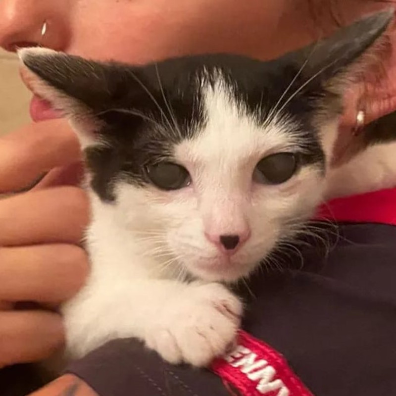 gatti adottati Le Sfigatte