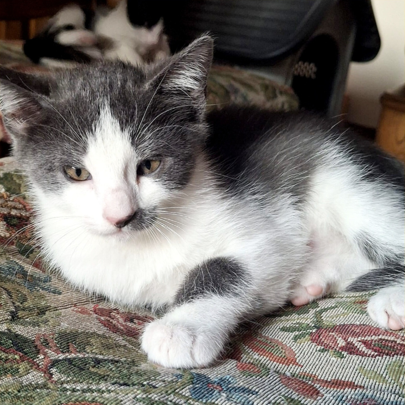 gatti adottati Le Sfigatte