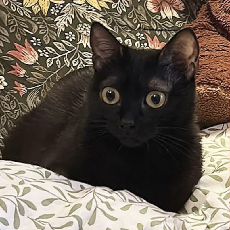 gatti adottati Le Sfigatte