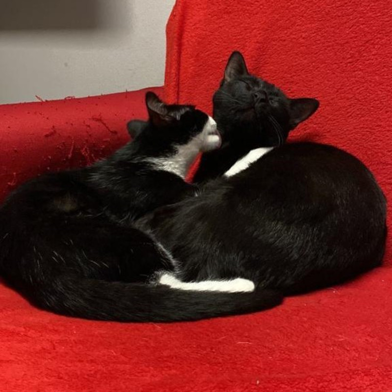 gatti adottati Le Sfigatte