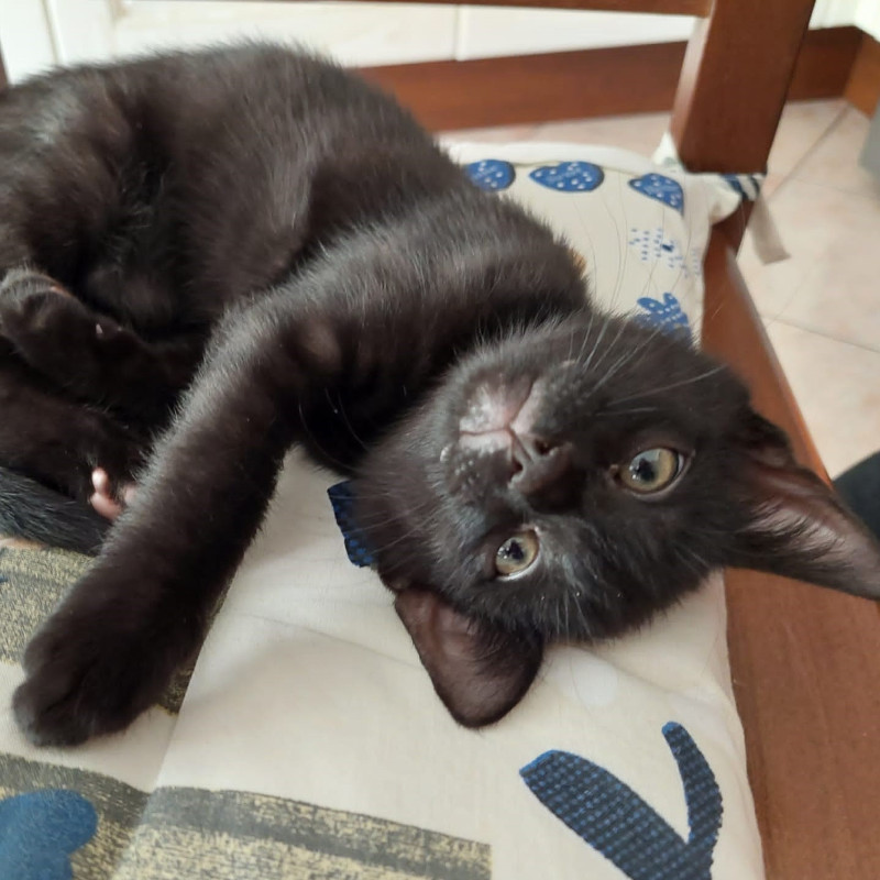 gatti adottati Le Sfigatte