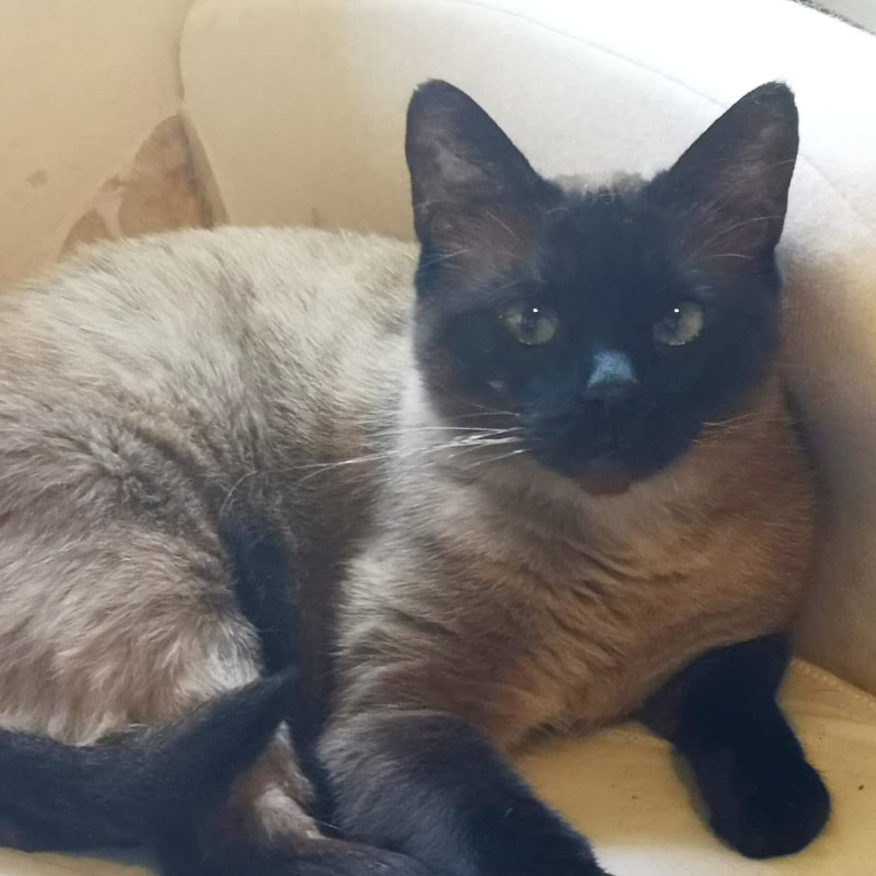 gatti adottati Le Sfigatte