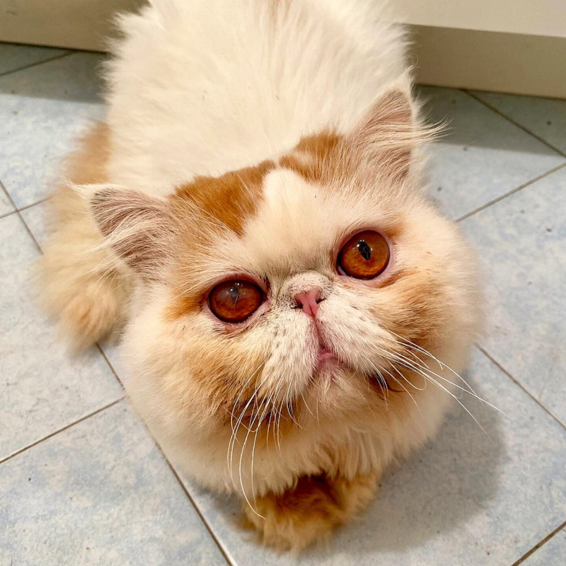 gatti adottati Le Sfigatte